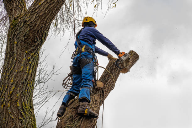 Leaf Removal in Pine Brook, NJ