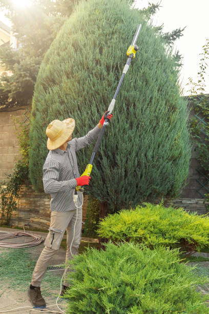 How Our Tree Care Process Works  in  Pine Brook, NJ