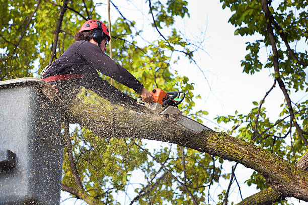 Best Tree Mulching  in Pine Brook, NJ